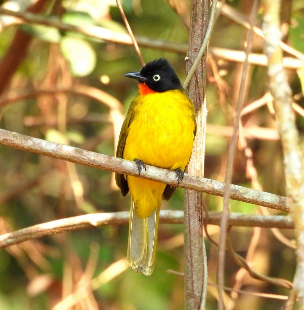 Flame-throated Bulbul - ML636406189