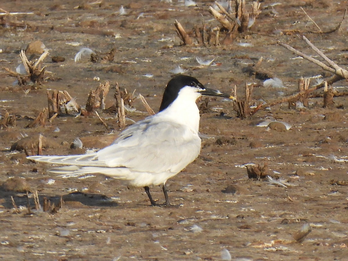 Sandwich Tern - ML636406255