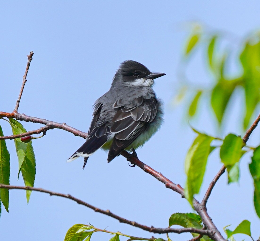 Eastern Kingbird - ML636406262