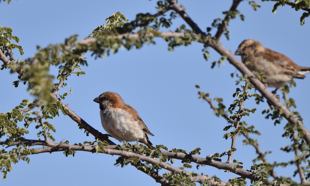 Great Rufous Sparrow - ML636406320