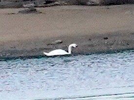 Mute Swan - ML636406346