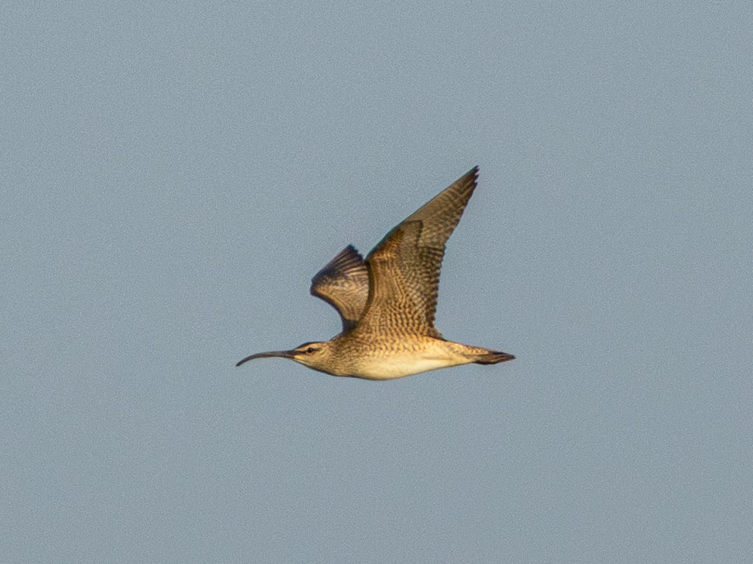 Whimbrel - ML636406382