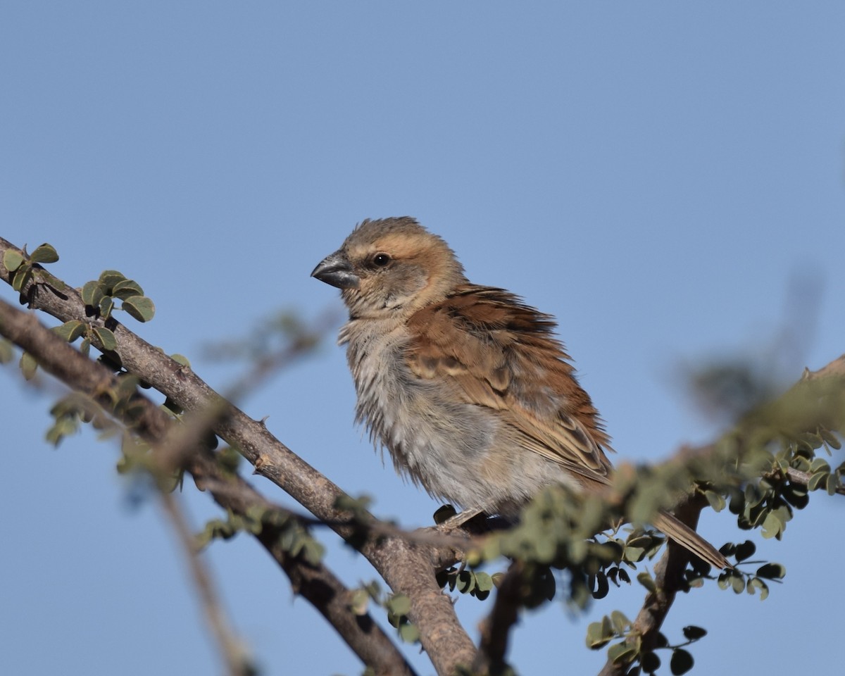 Great Rufous Sparrow - ML636406523