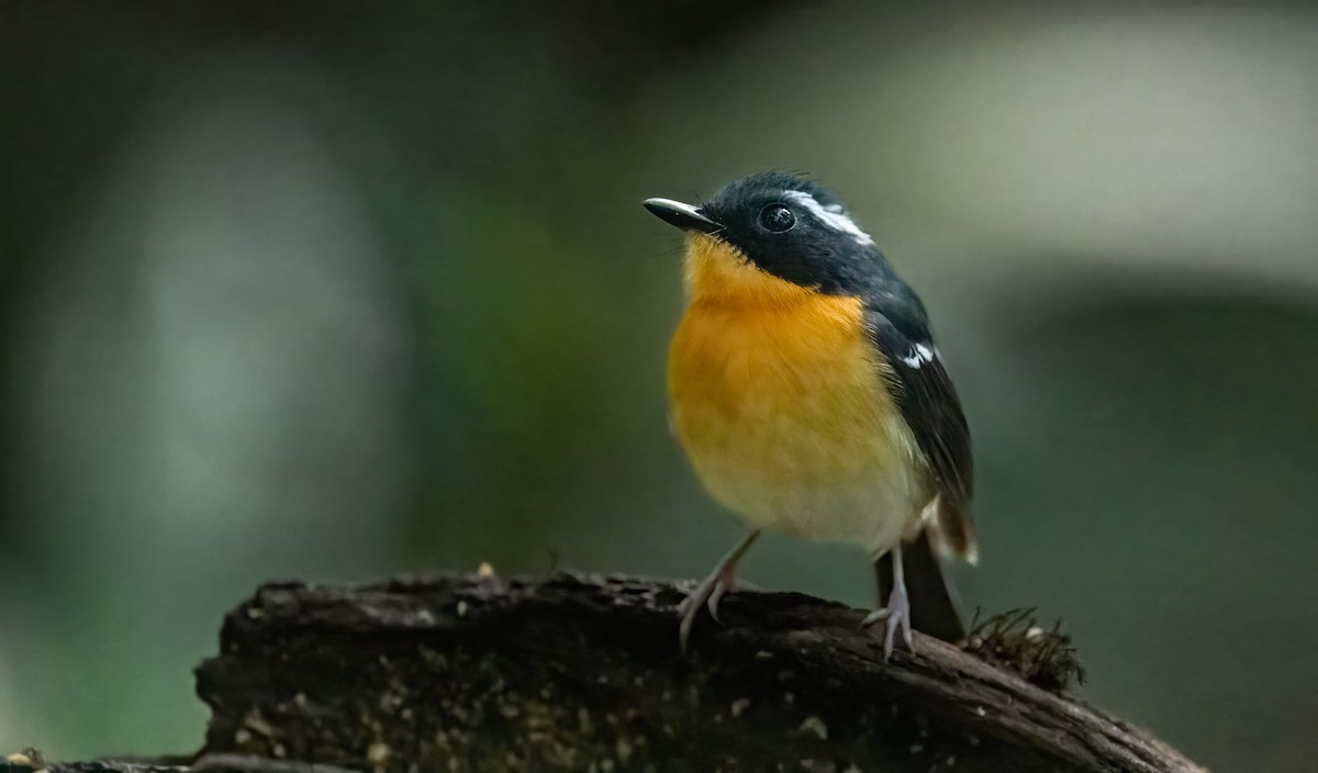 Rufous-chested Flycatcher - ML636406554