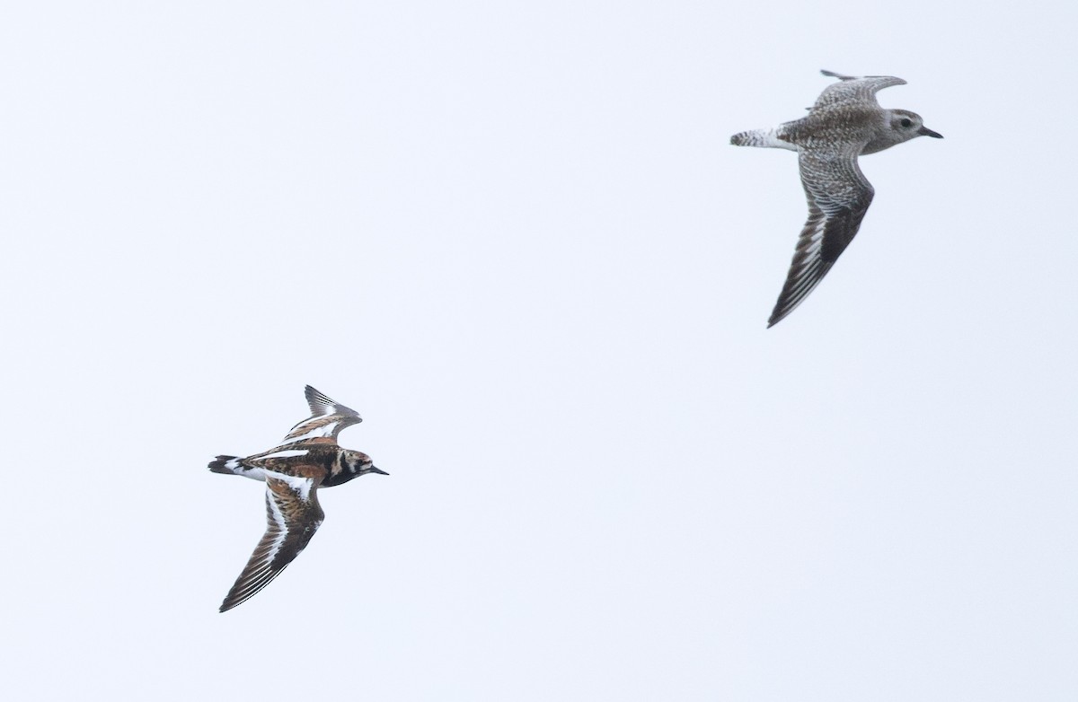 Ruddy Turnstone - ML636406602