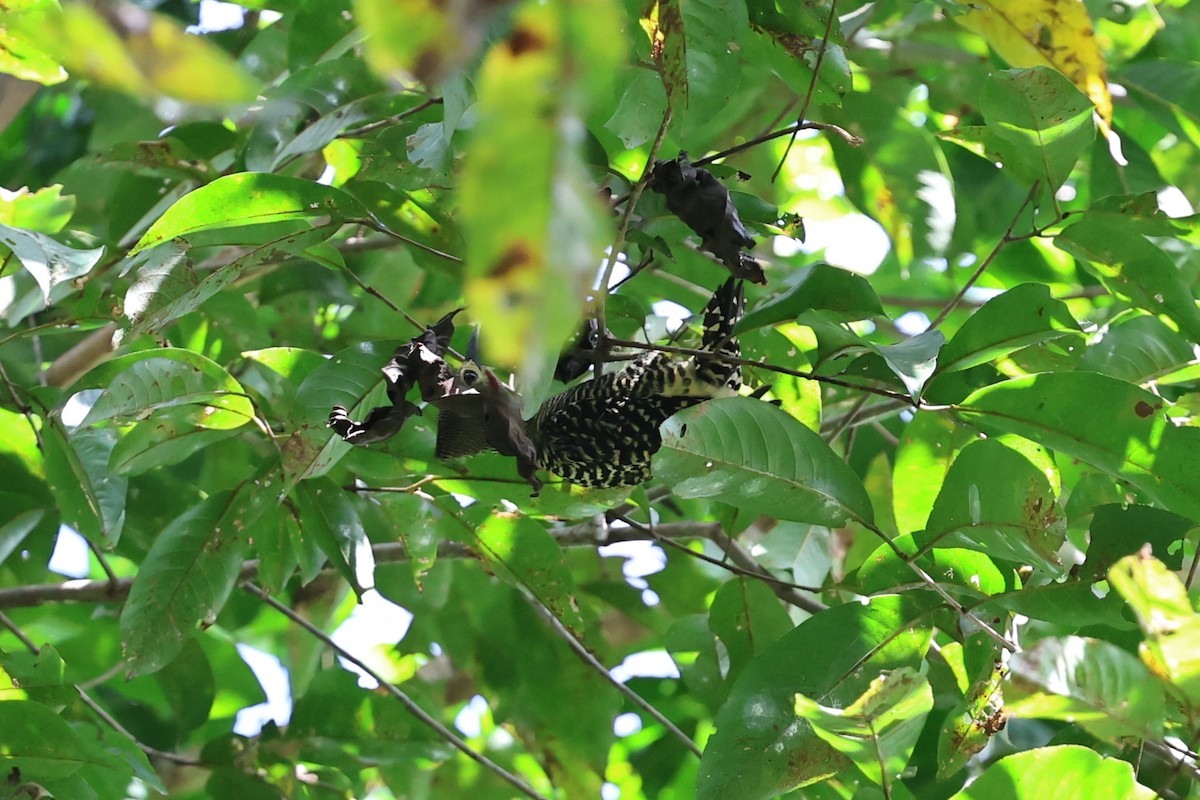 Buff-rumped Woodpecker - ML636406612