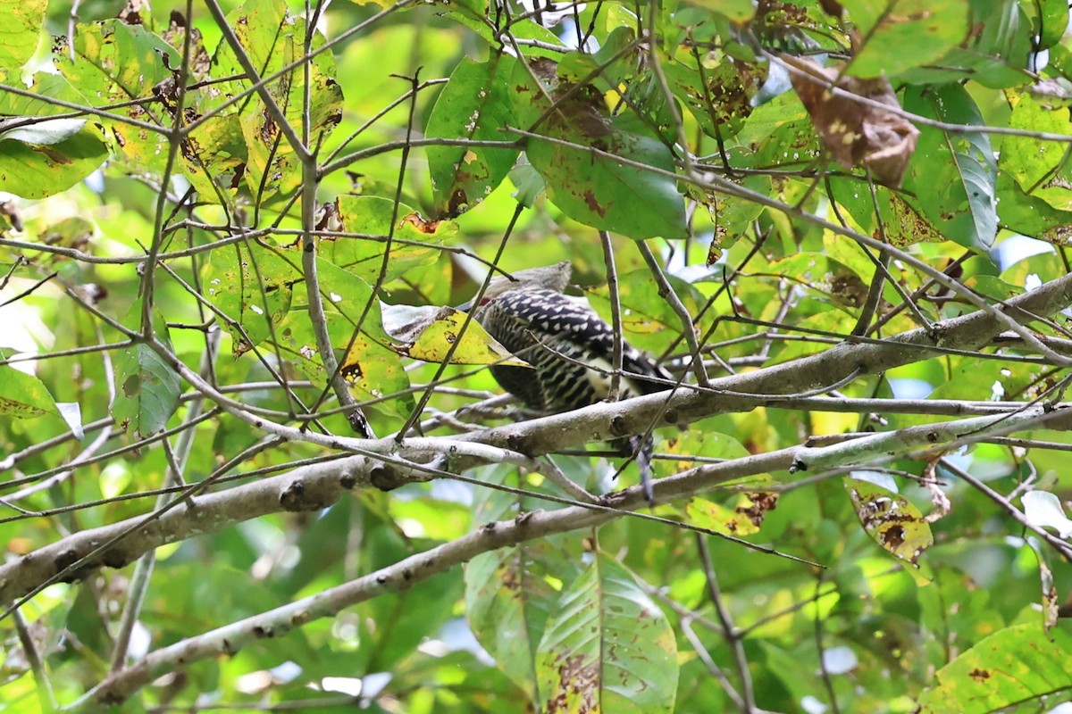 Buff-rumped Woodpecker - ML636406613