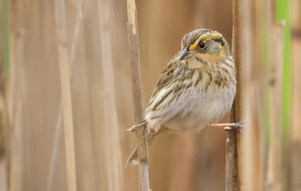Saltmarsh Sparrow - ML636406633