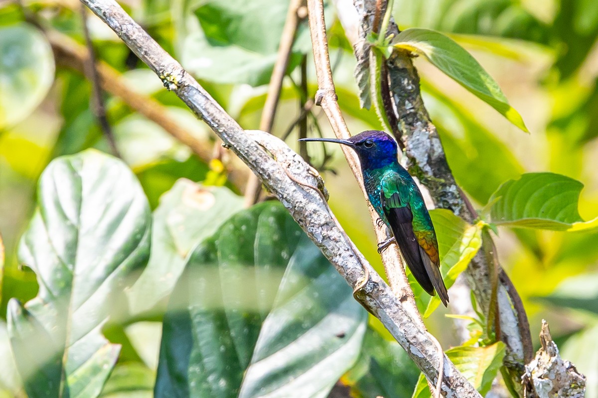 Golden-tailed Sapphire - ML636406700
