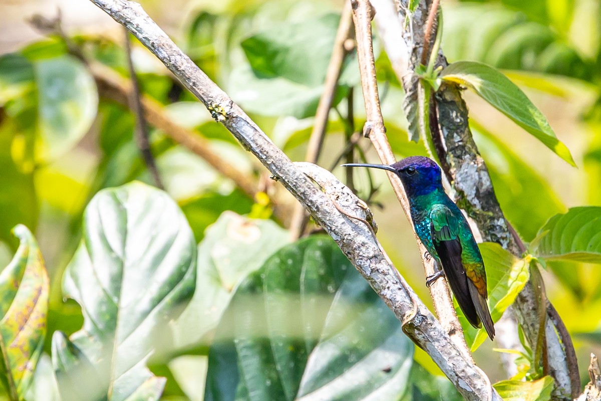 Golden-tailed Sapphire - ML636406701