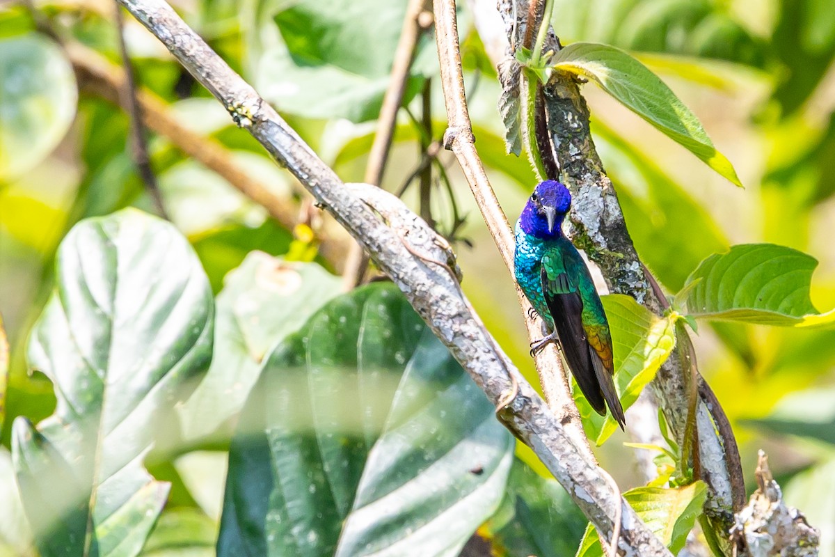Golden-tailed Sapphire - ML636406702