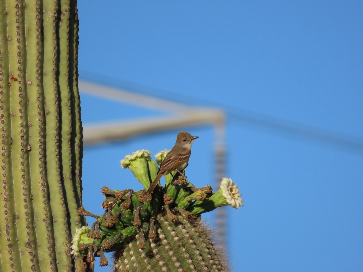 Ash-throated Flycatcher - ML636406726