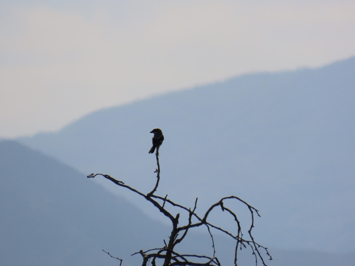 Loggerhead Shrike - ML636406736