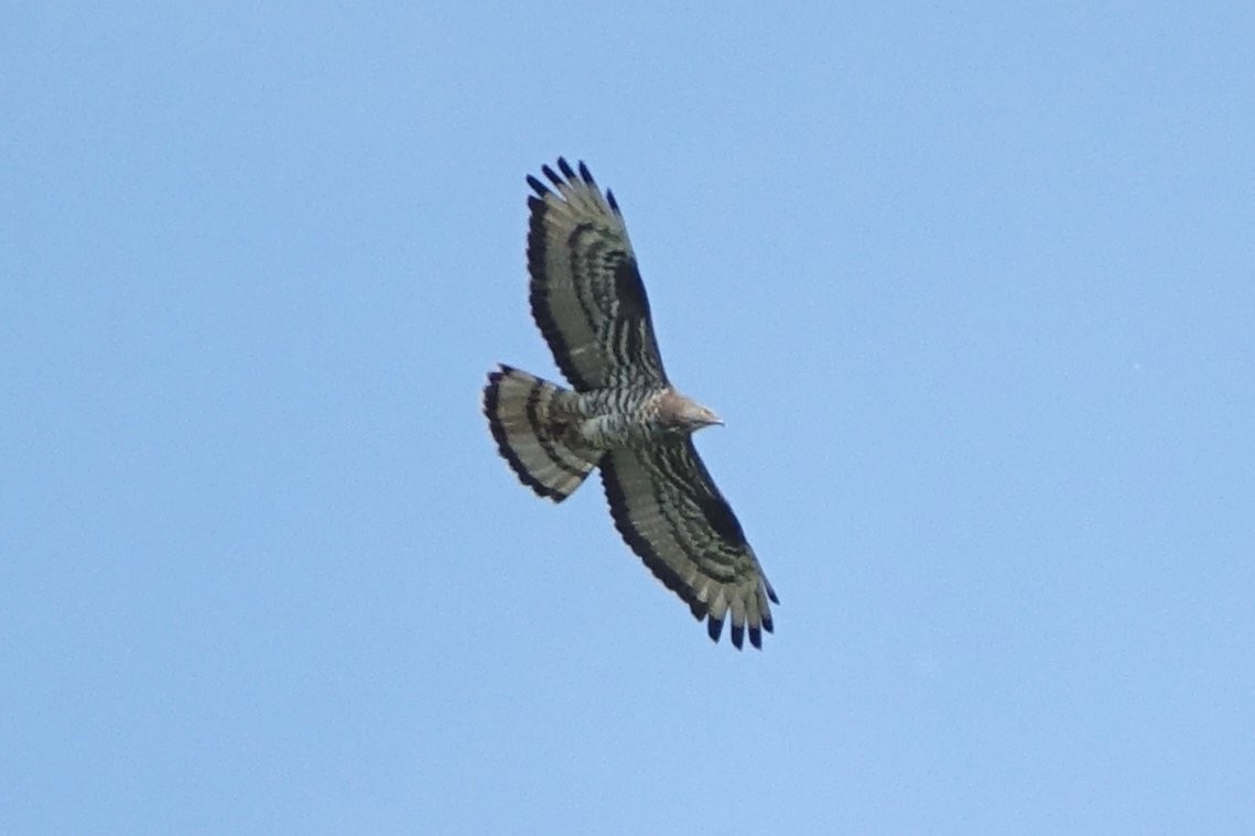 European Honey-buzzard - ML636406744