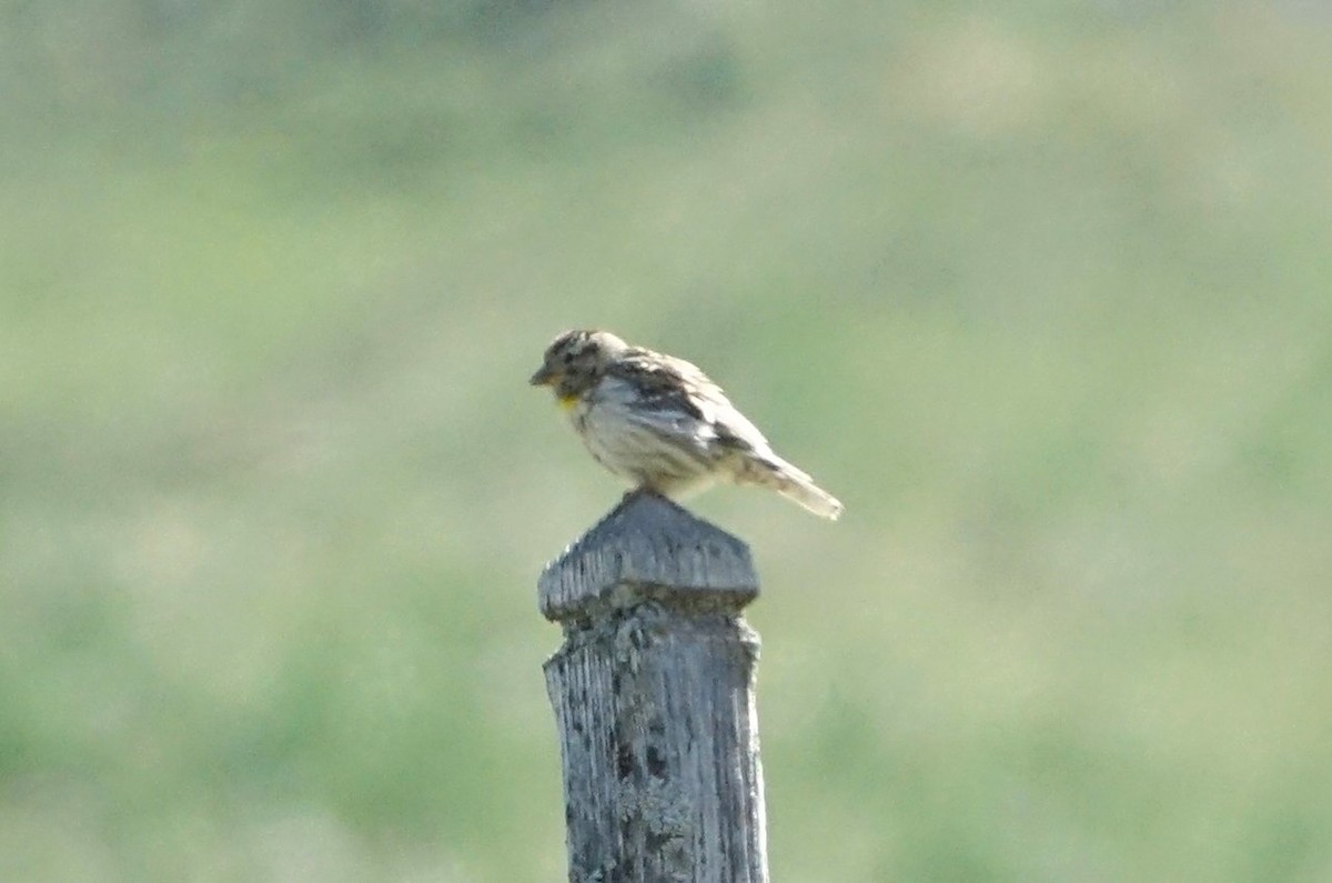 Rock Sparrow - ML636406775