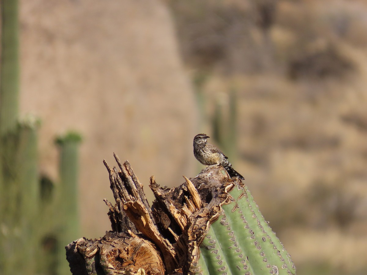 Cactus Wren - ML636406781