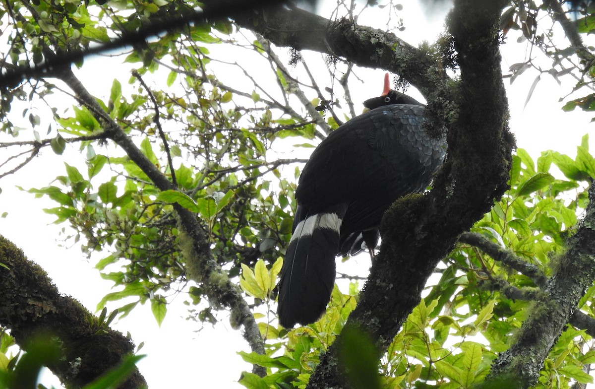 Horned Guan - ML636406787