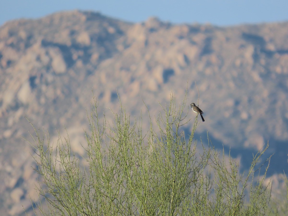 Black-throated Sparrow - ML636406810