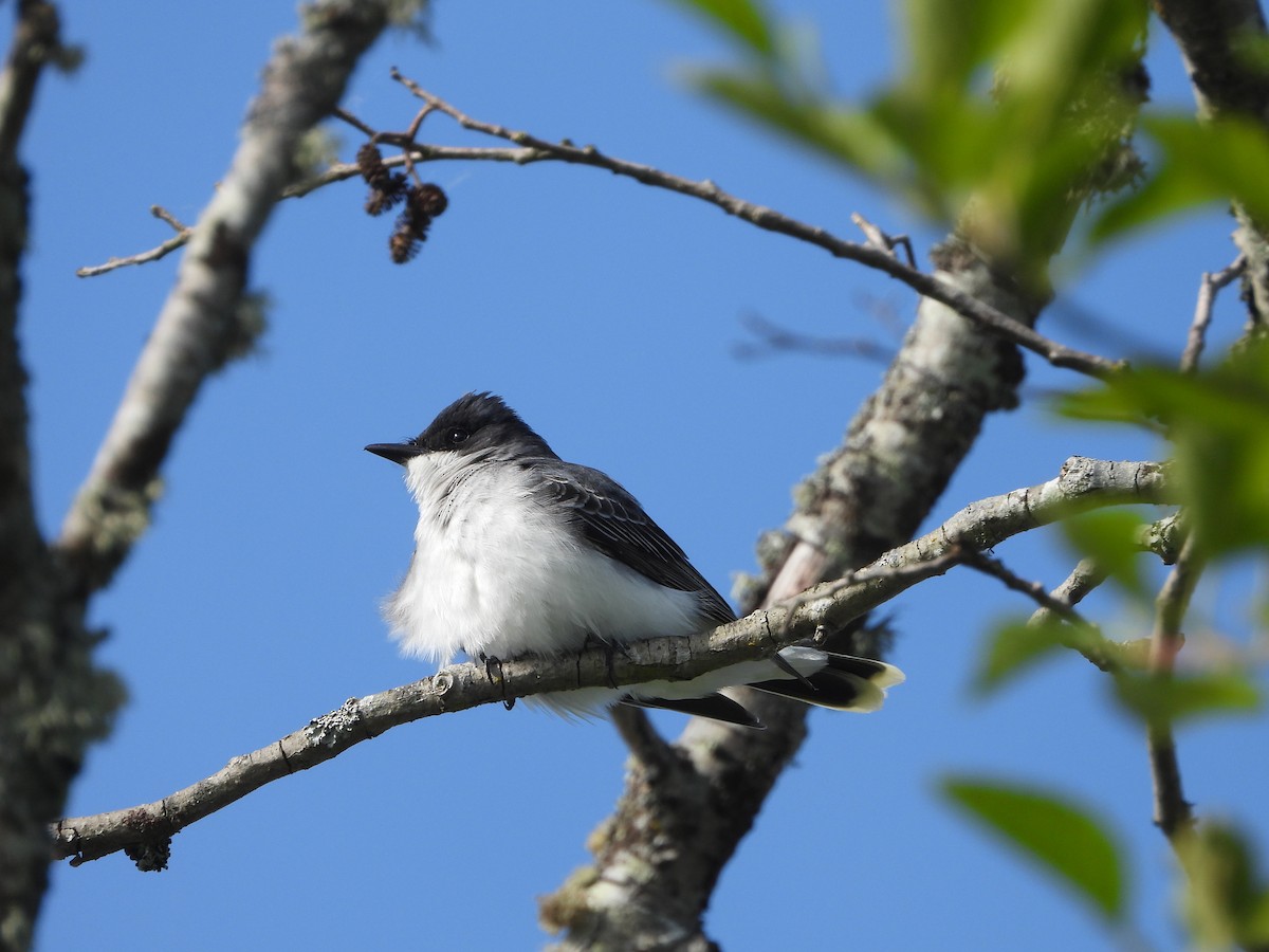 Eastern Kingbird - ML636406860