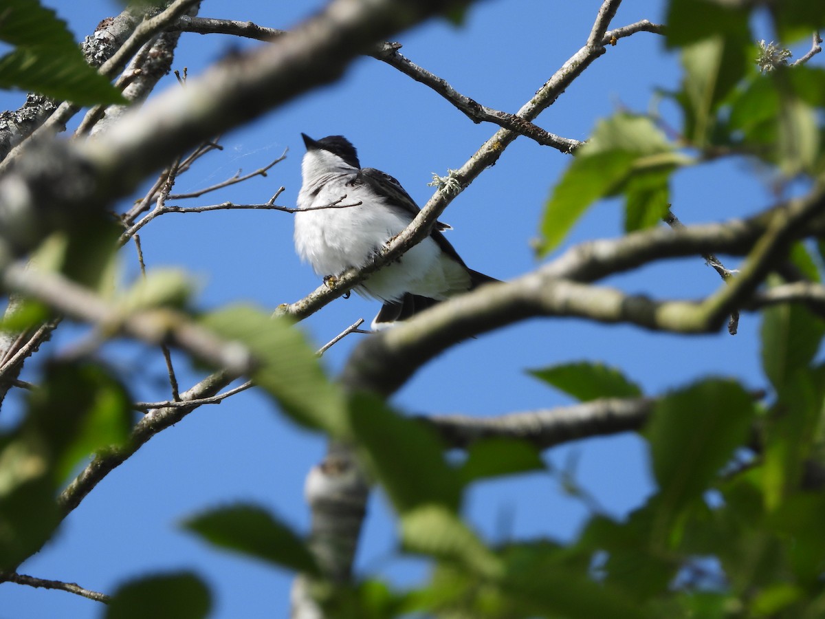 Eastern Kingbird - ML636406991