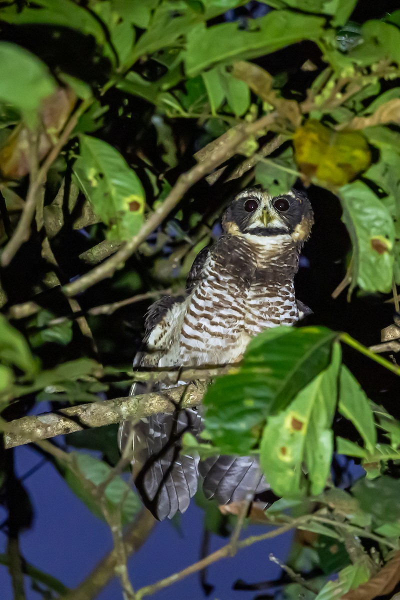 Band-bellied Owl - ML636407137