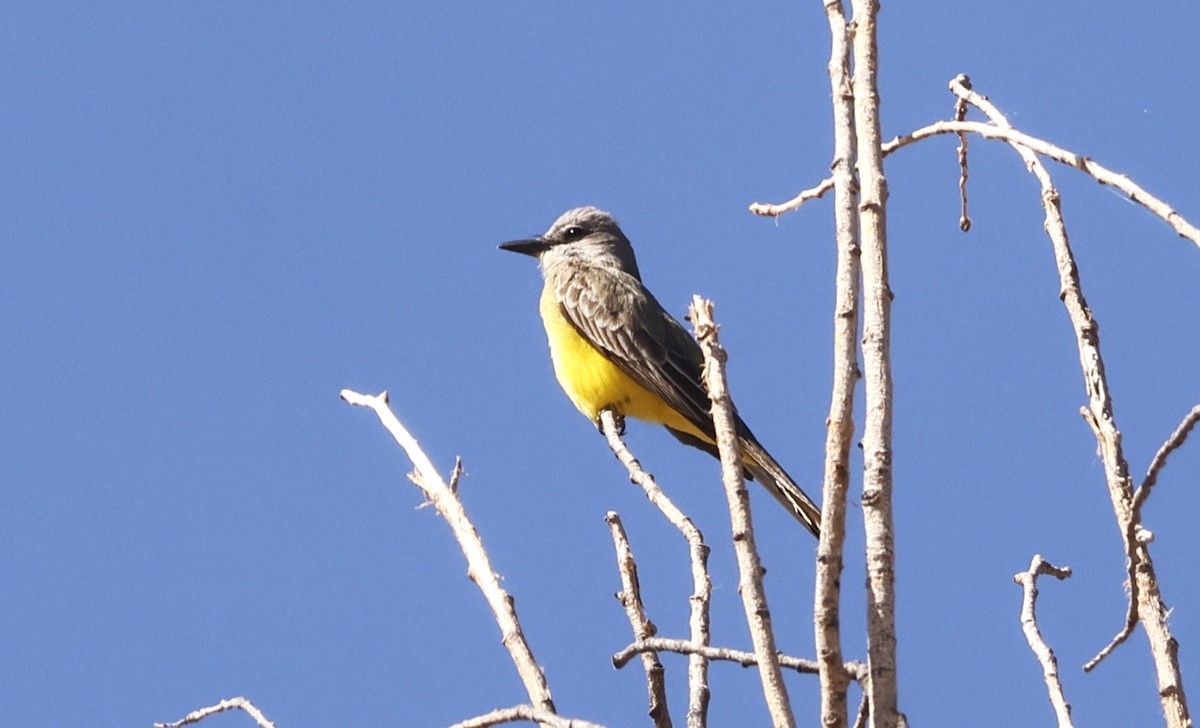 Tropical Kingbird - ML636407215
