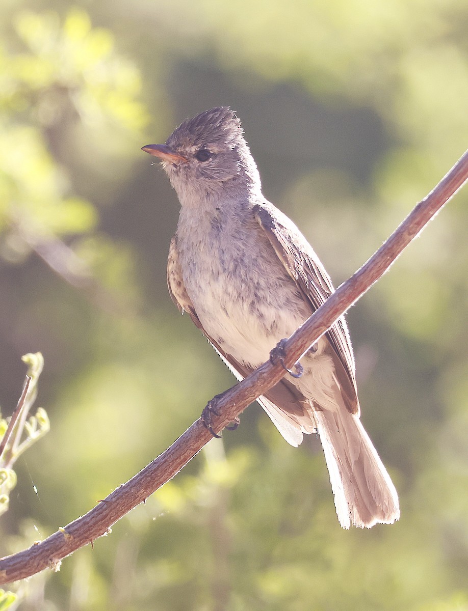Northern Beardless-Tyrannulet - ML636407227