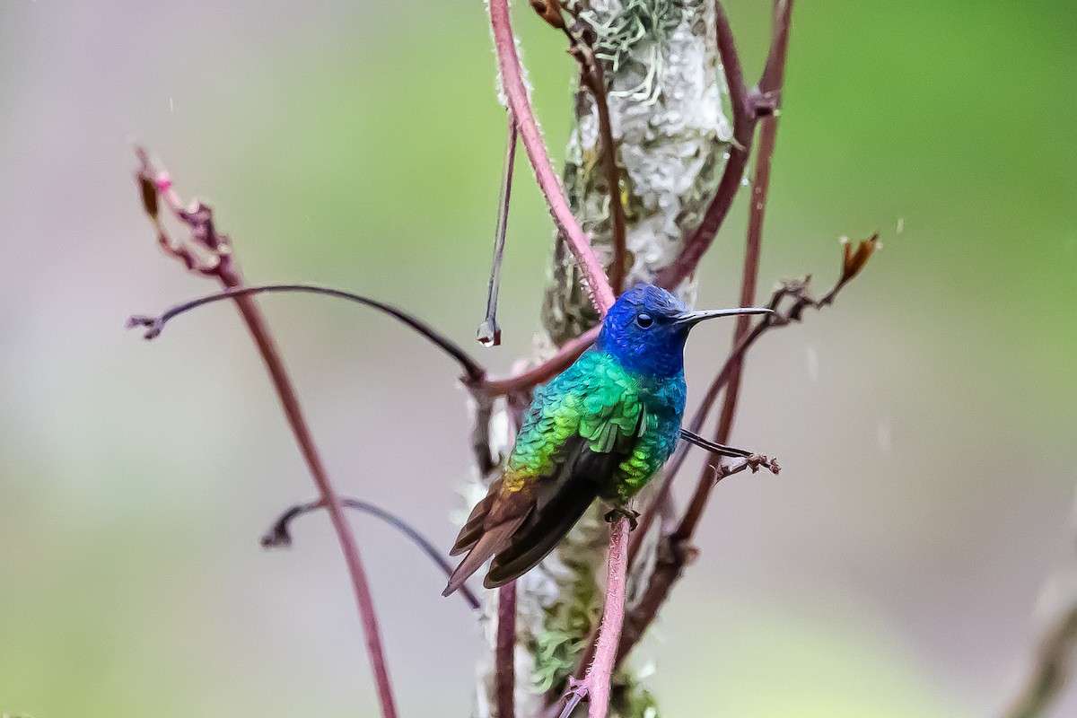 Golden-tailed Sapphire - ML636407354