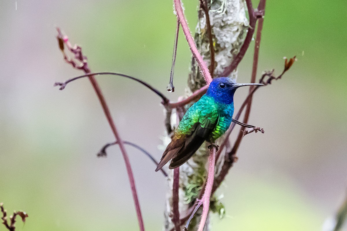 Golden-tailed Sapphire - ML636407355