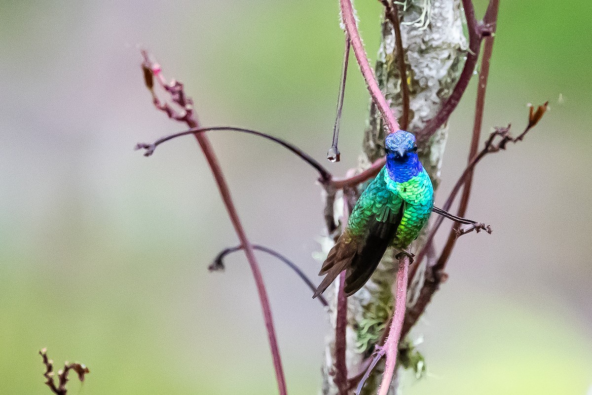 Golden-tailed Sapphire - ML636407356