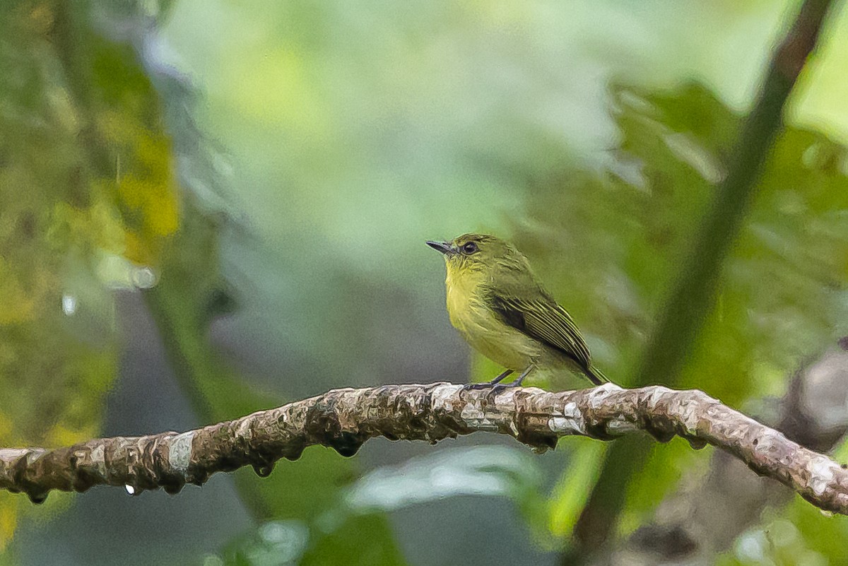 Olive-faced Flatbill - ML636407373