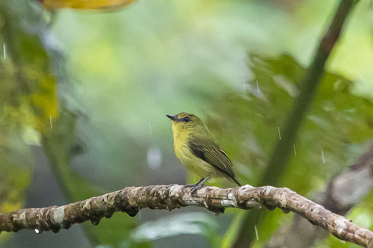 Olive-faced Flatbill - ML636407374