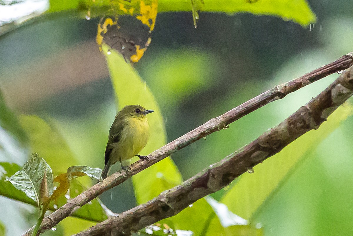 Olive-faced Flatbill - ML636407375