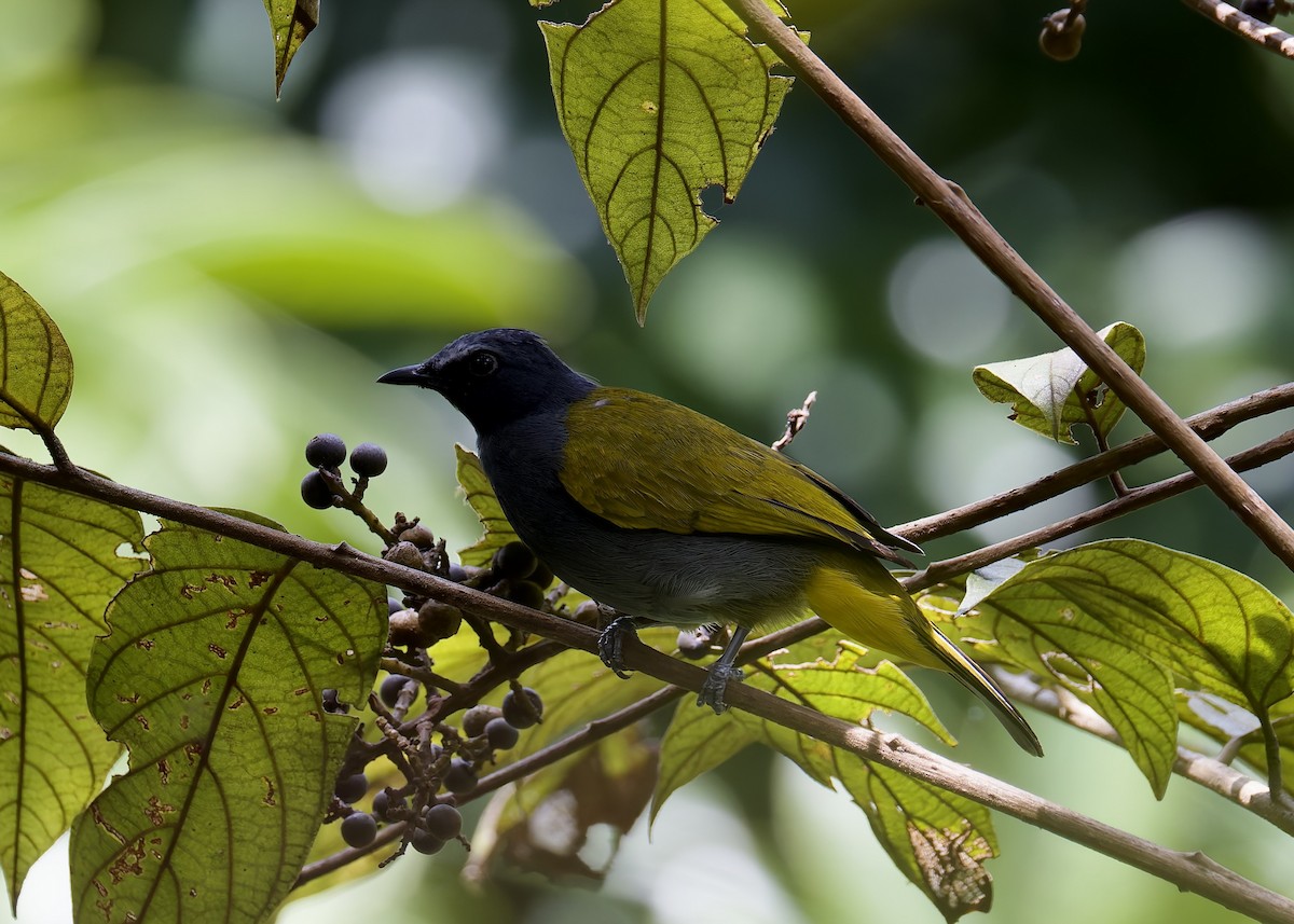 Gray-bellied Bulbul - ML636407531