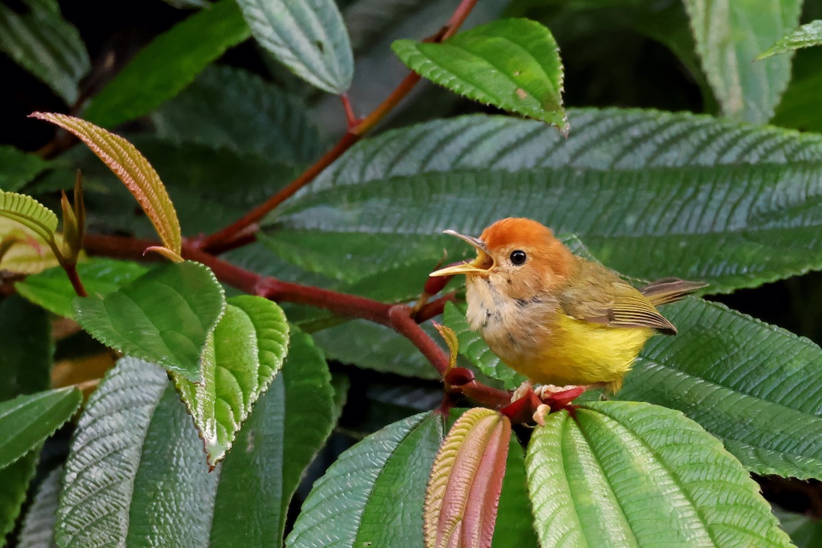 Rufous-headed Tailorbird - ML636407574