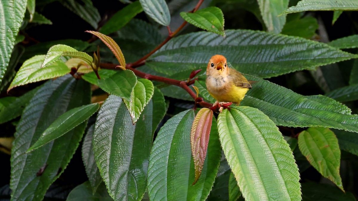 Rufous-headed Tailorbird - ML636407575