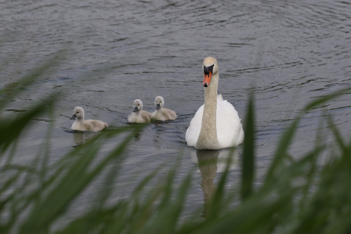 Mute Swan - ML636407634