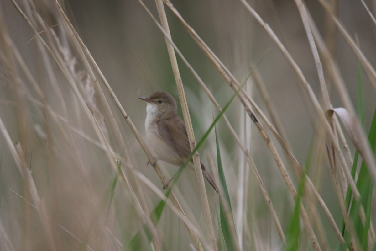 Common Reed Warbler - ML636407661