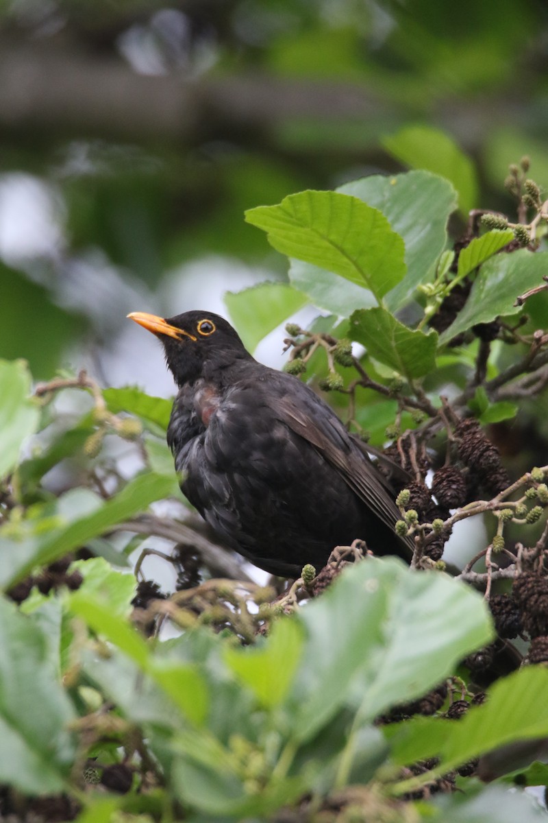 Eurasian Blackbird - ML636407676