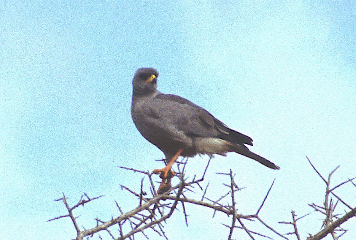 Eastern Chanting-Goshawk - ML636407710