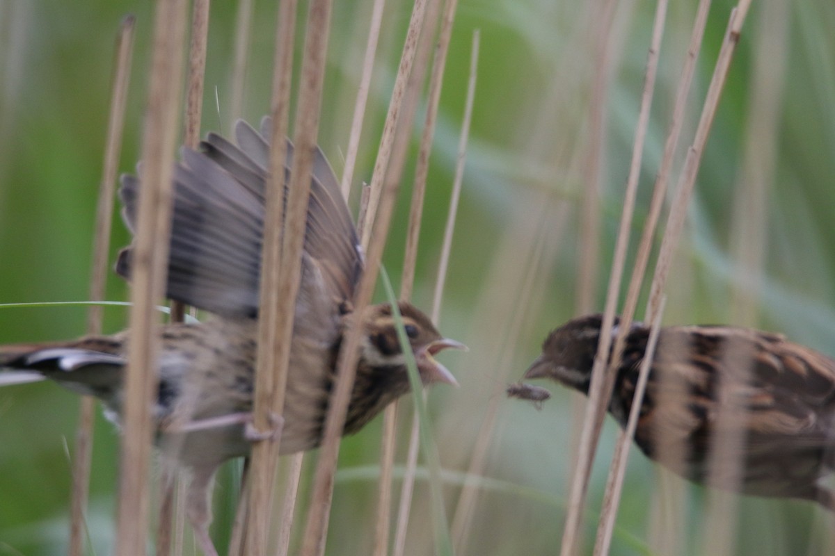 Reed Bunting - ML636407751