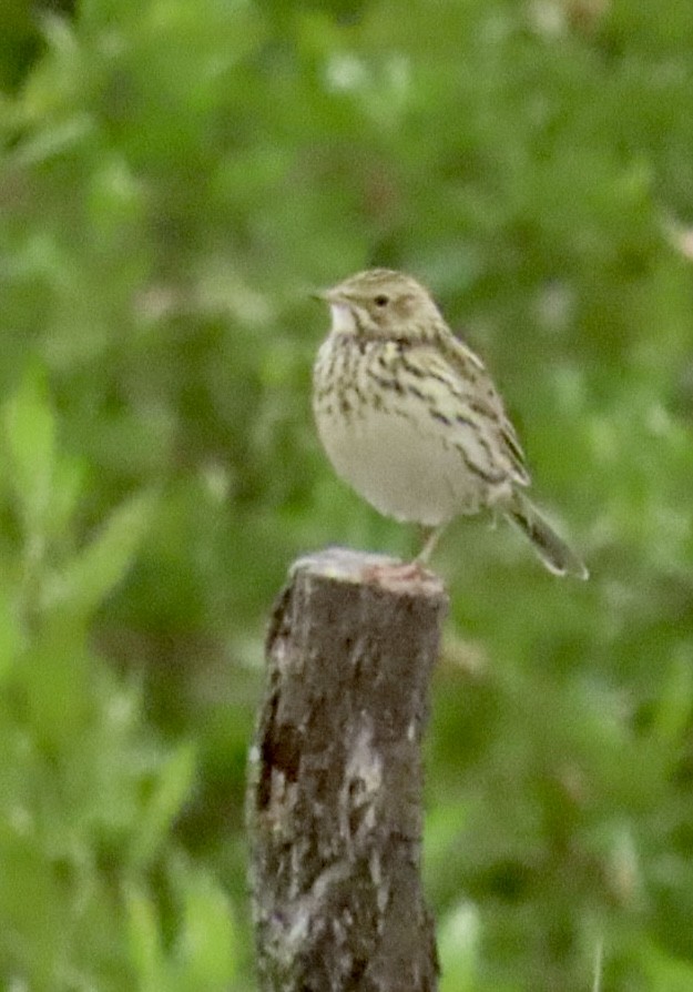 Correndera Pipit (Correndera) - ML636407763
