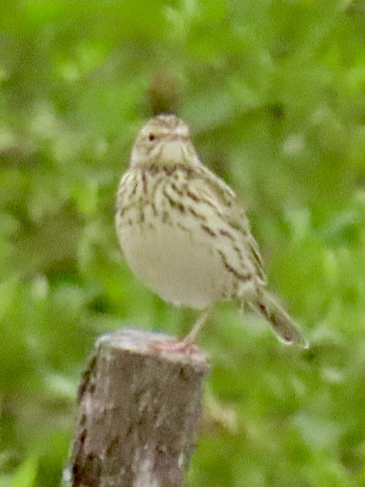 Correndera Pipit (Correndera) - ML636407764