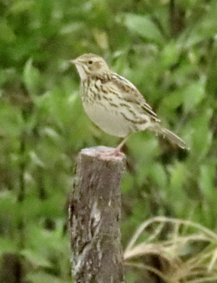 Correndera Pipit (Correndera) - ML636407765