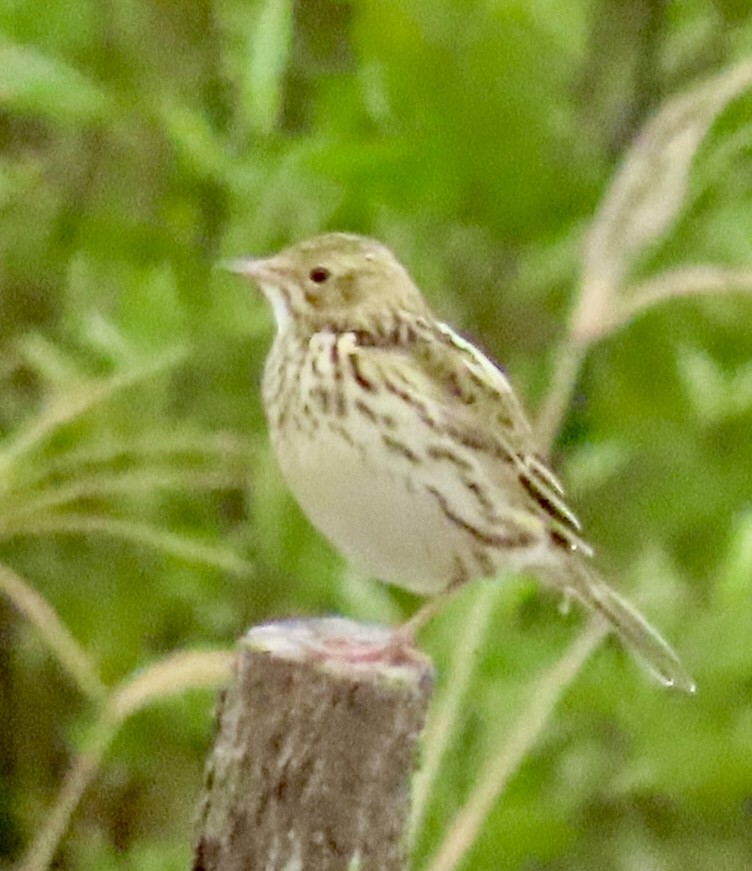 Correndera Pipit (Correndera) - ML636407766