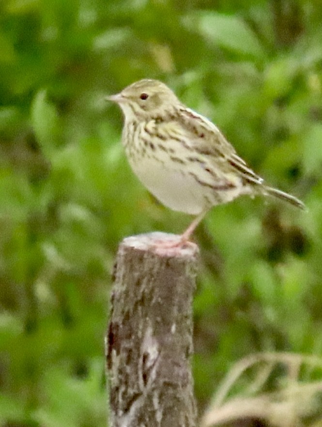 Correndera Pipit (Correndera) - ML636407767