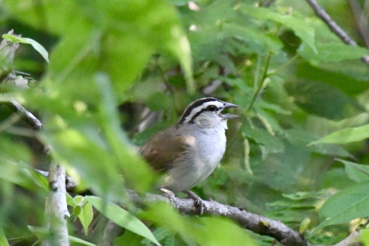 Tocuyo Sparrow - ML636407825