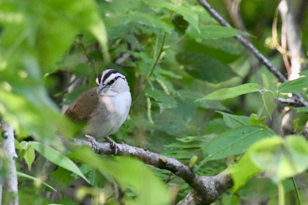 Tocuyo Sparrow - ML636407826