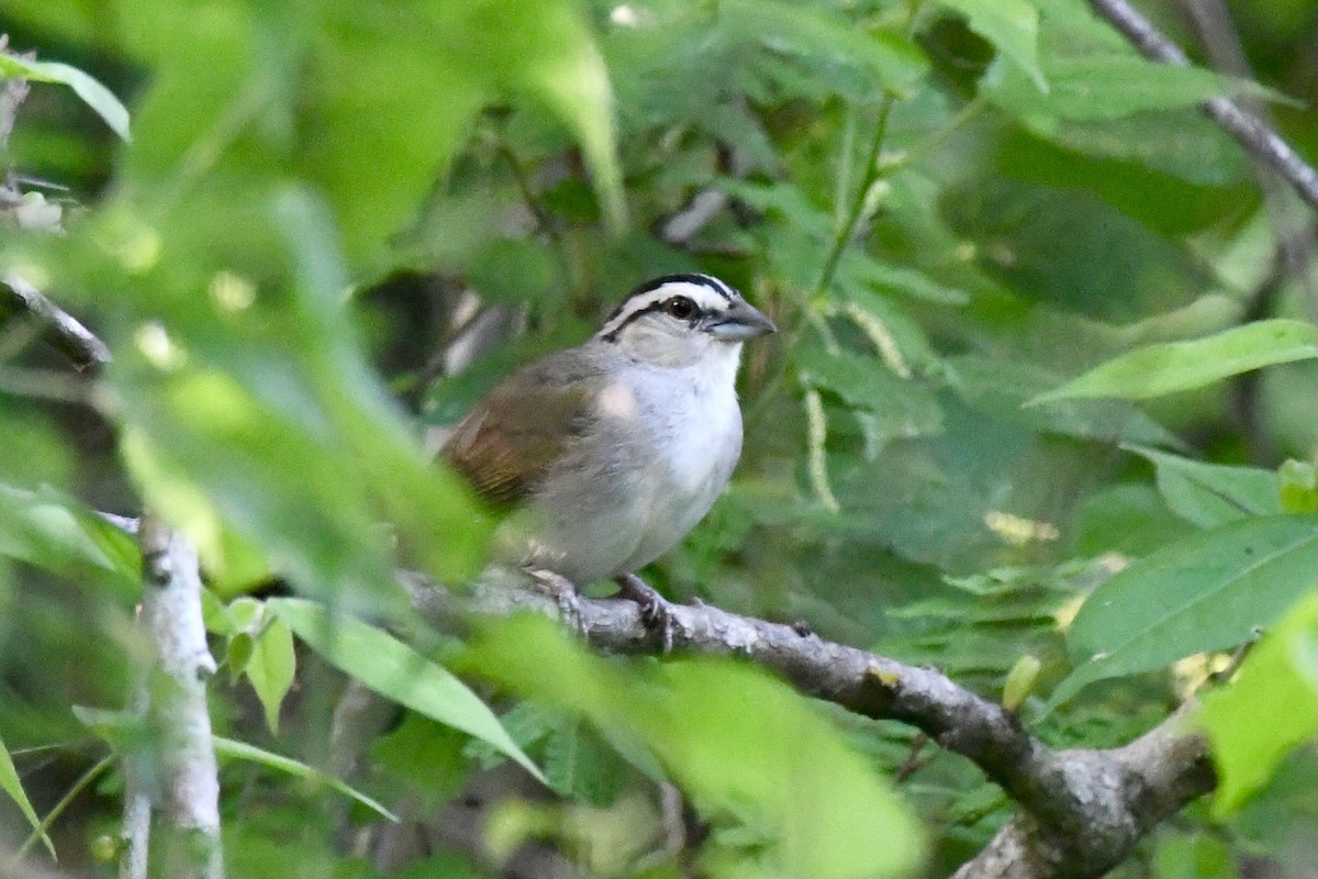 Tocuyo Sparrow - ML636407827