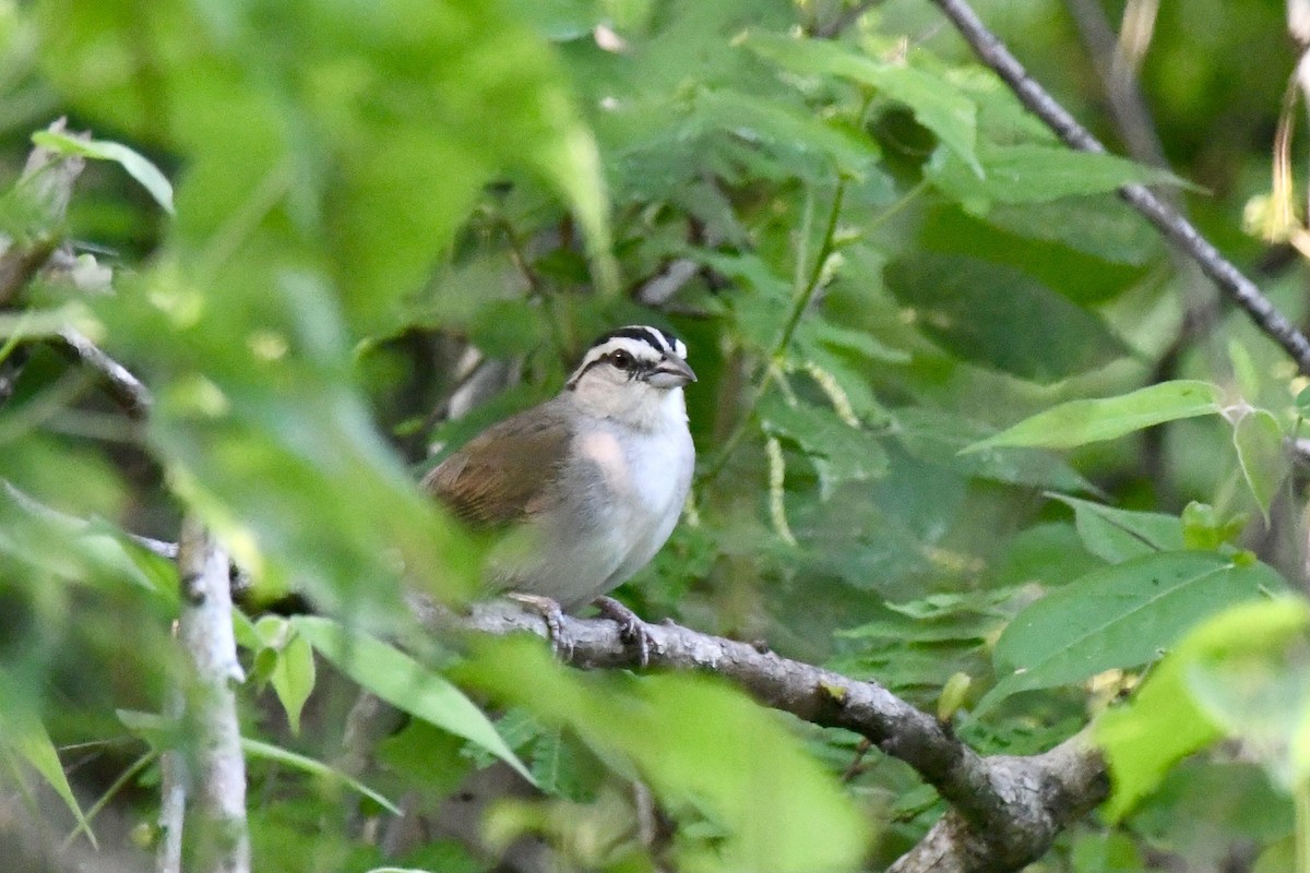 Tocuyo Sparrow - ML636407828